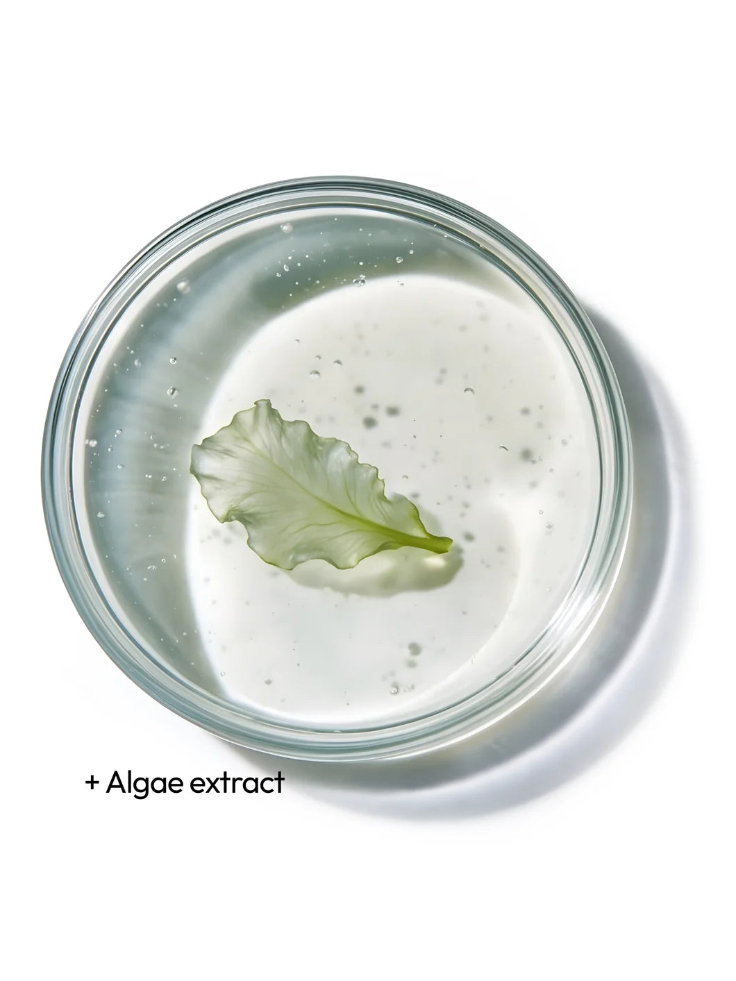 Top view of a clear liquid with fine particles in a petri dish, illustrating algae extract as key ingredients used in Yelf Collagen Night Cream